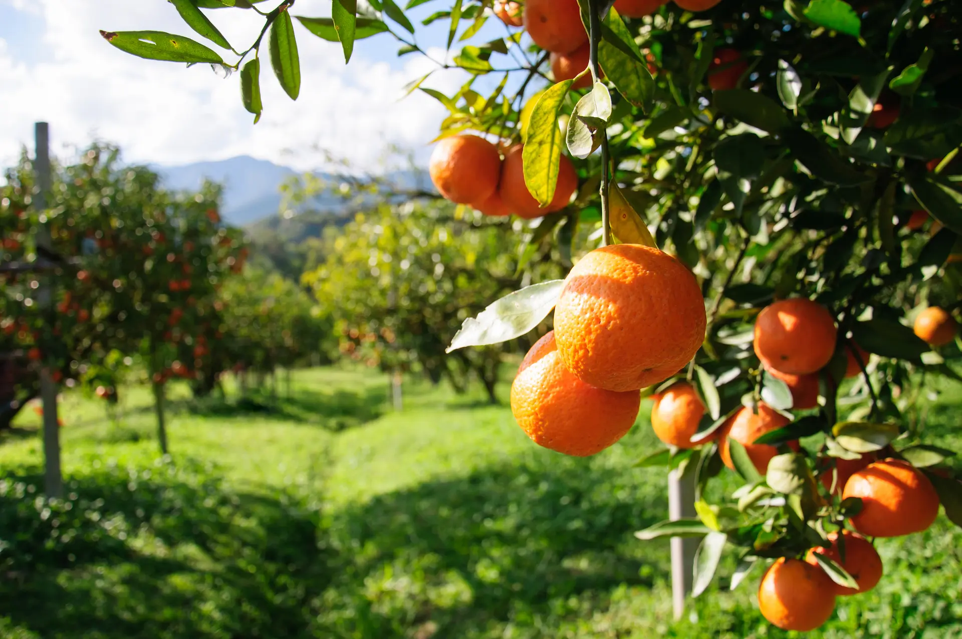 Banner Frutas naranjas